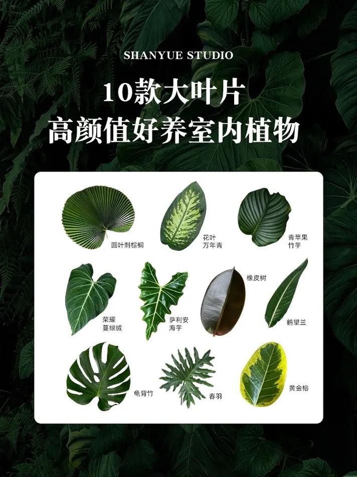 冬季大叶绿植怎么养护（冬天绿叶植物）-第1张图片-多多自然网