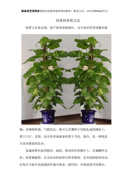 冬季大叶绿植怎么养护（冬天绿叶植物）-第5张图片-多多自然网