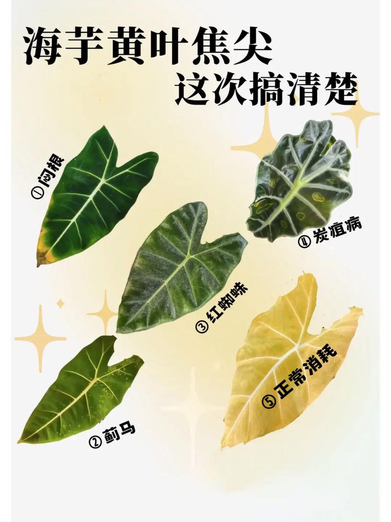 海芋类植物养护知识（海芋 植物）-第2张图片-多多自然网