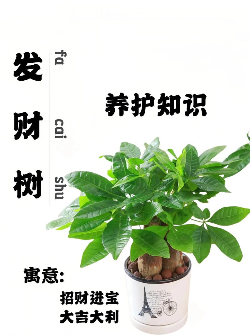 常见家庭植物百科知识（家庭常见植物名称）-第6张图片-多多自然网