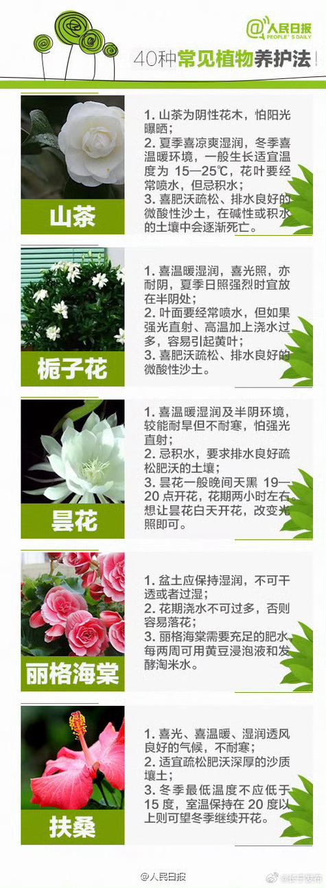 家庭常见的植物养护知识（家庭植物养护小知识）-第2张图片-多多自然网