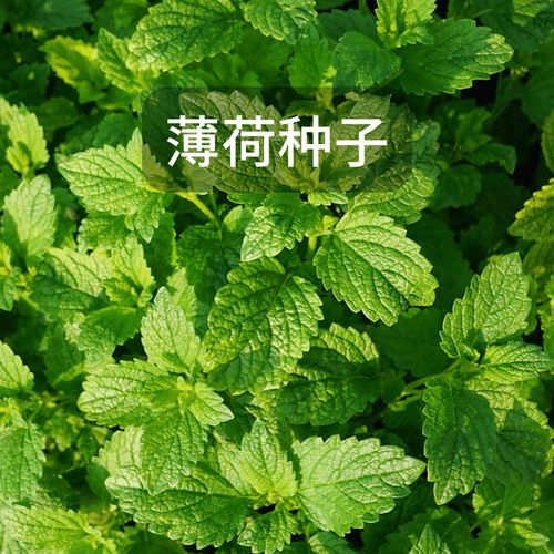 薄荷植物趣味科普知识（薄荷植物的作用）-第1张图片-多多自然网