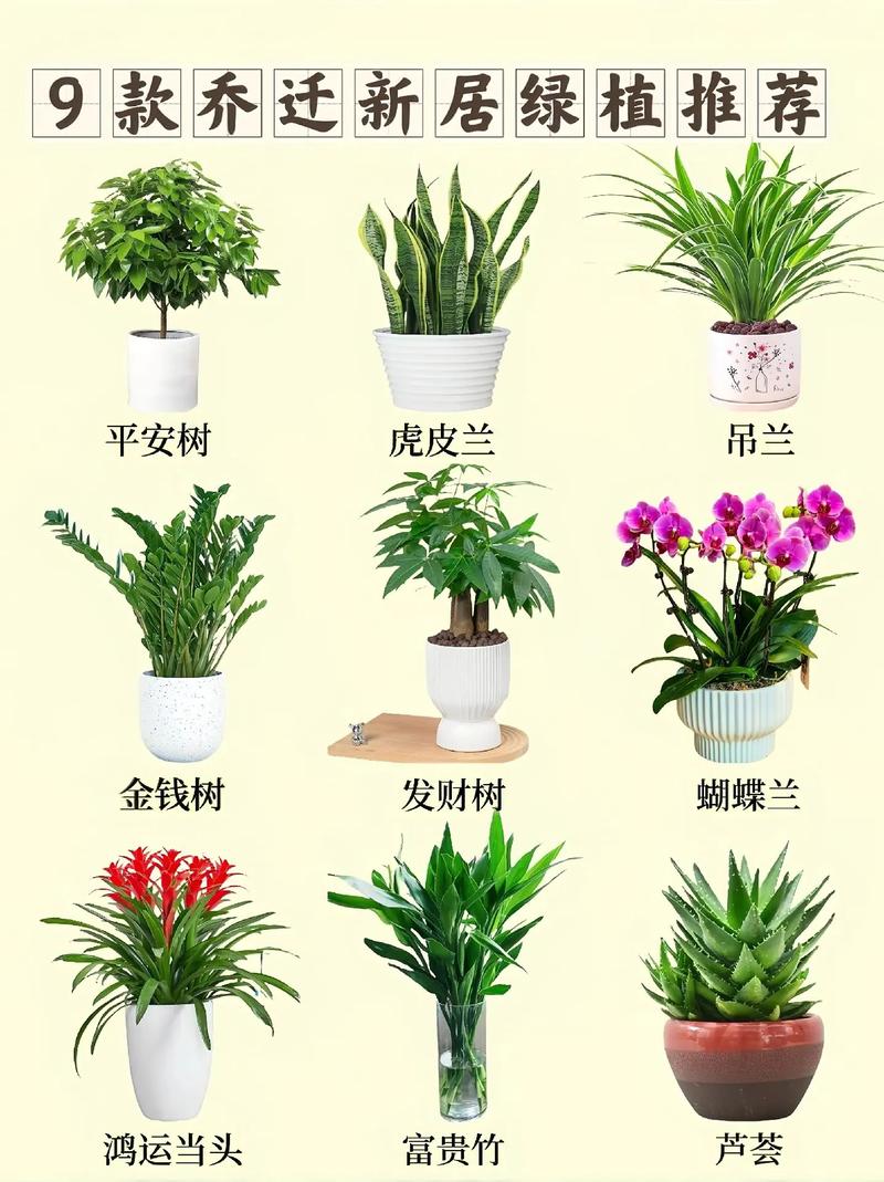 冬季搬家绿植怎么养护好（冬天搬家）-第2张图片-多多自然网