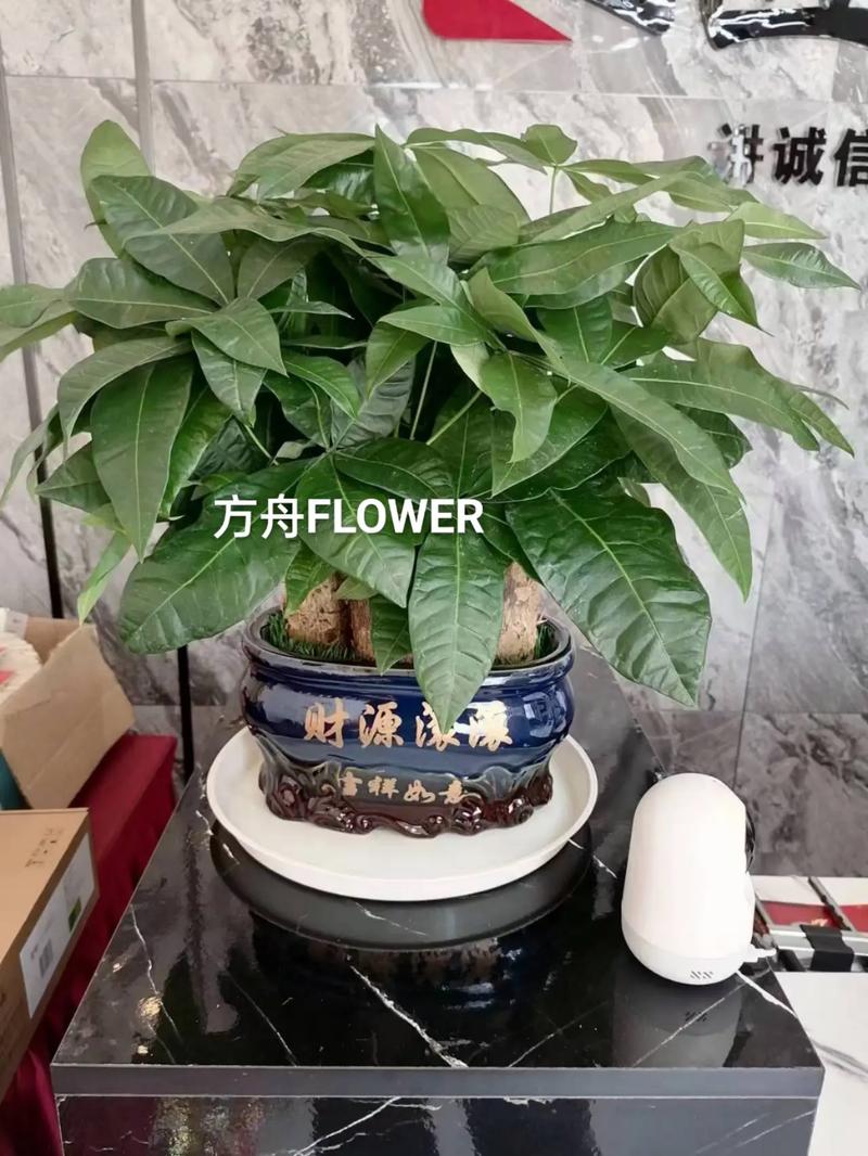 冬季搬家绿植怎么养护好（冬天搬家）-第4张图片-多多自然网