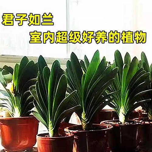 北方室内盆栽植物养护知识（北方室内适合养的盆景）-第4张图片-多多自然网