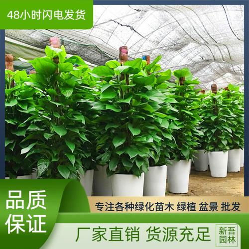 冬季大叶绿植怎么养护好（哪些大叶植物适合冬天室内养）-第2张图片-多多自然网