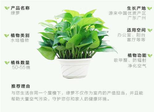 冬季大叶绿植怎么养护好（哪些大叶植物适合冬天室内养）-第3张图片-多多自然网