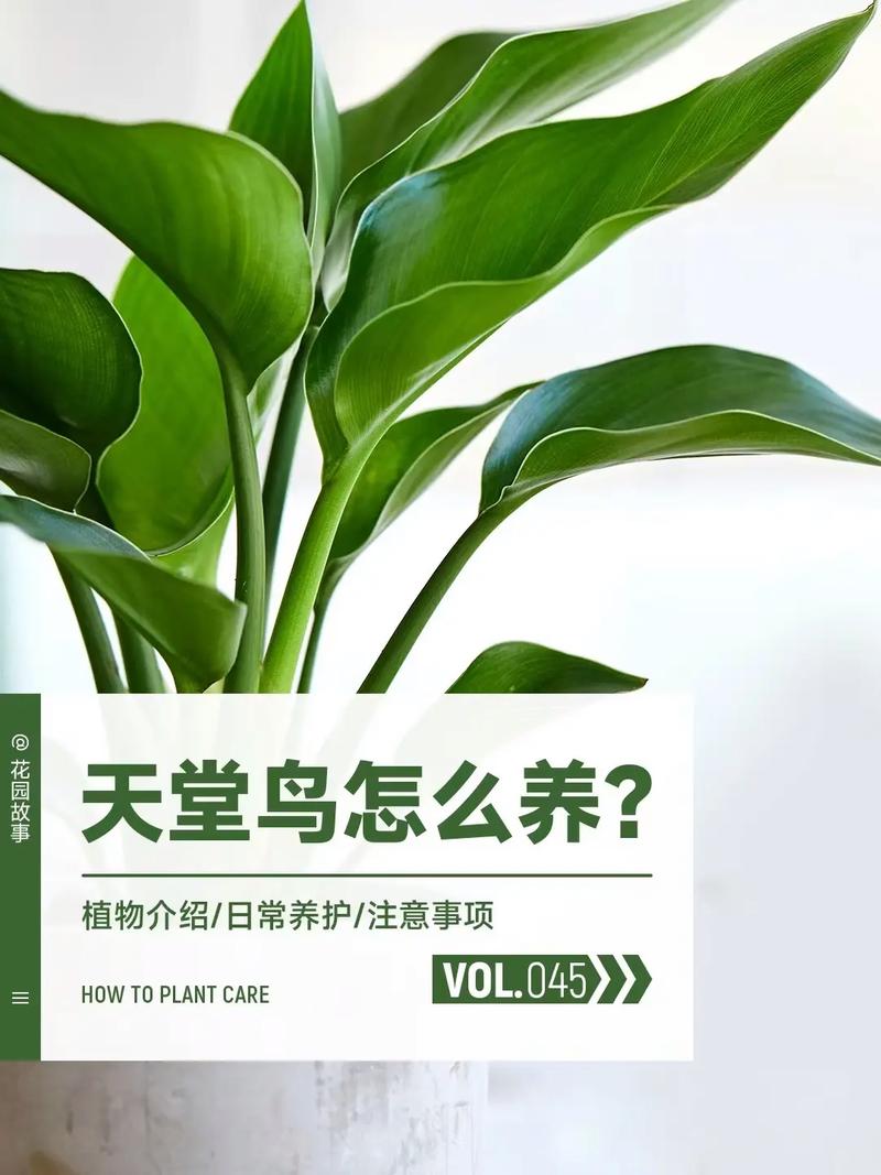 常见植物室内养护知识（室内 植物）-第1张图片-多多自然网