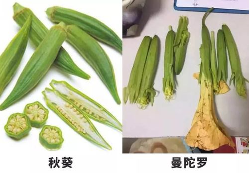 白头翁植物科普知识大全（白头翁植物有何寓意）-第1张图片-多多自然网