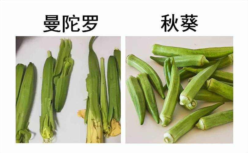 白头翁植物科普知识大全（白头翁植物有何寓意）-第2张图片-多多自然网