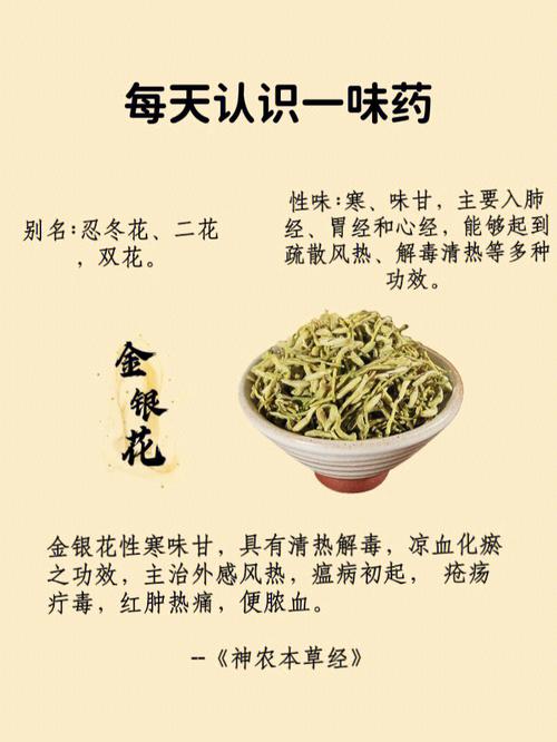 白头翁植物科普知识大全（白头翁植物有何寓意）-第4张图片-多多自然网