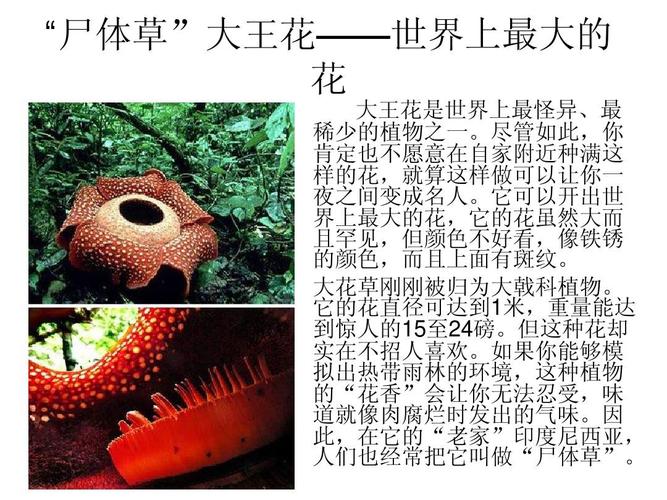 常见野生植物科普知识（野生植物种类名称大全）-第3张图片-多多自然网