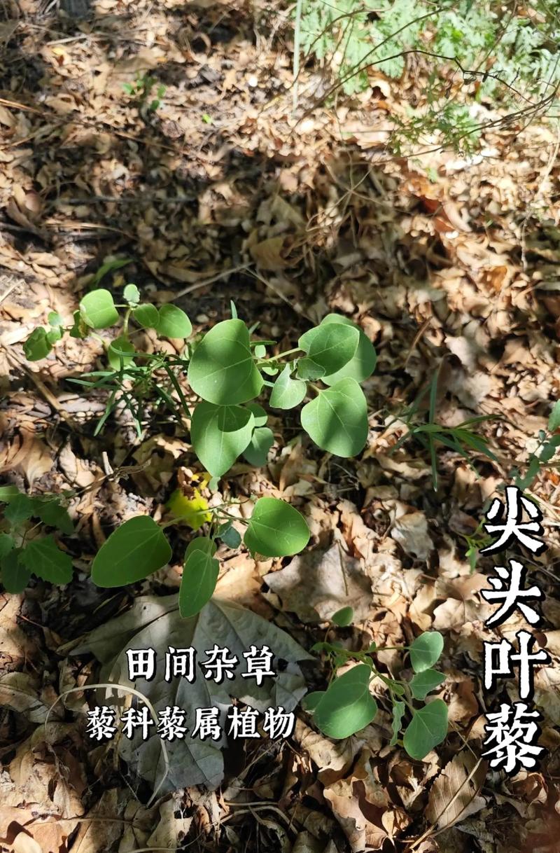 常见野生植物科普知识（野生植物种类名称大全）-第5张图片-多多自然网