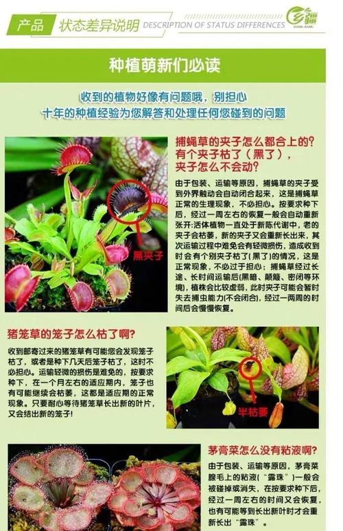 捕虫类植物养护知识大全（捕虫方法有哪些）-第2张图片-多多自然网