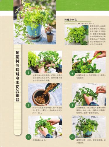 常见家养植物及其养护知识（家庭常养植物）-第4张图片-多多自然网