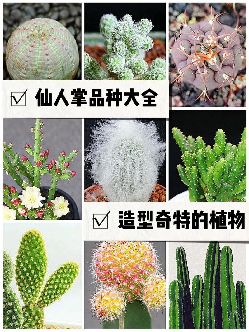 常见家养植物及其养护知识（家庭常养植物）-第6张图片-多多自然网