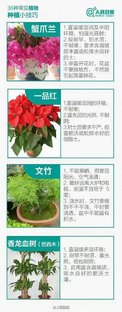 冬季车内绿植养护方法（冬季汽车车内怎样保暖）-第2张图片-多多自然网