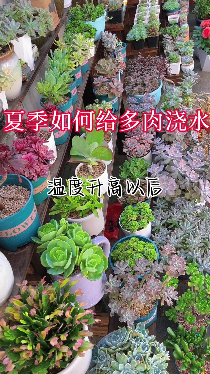 多肉植物养护知识汇总（多肉植物养护知识汇总图）-第5张图片-多多自然网