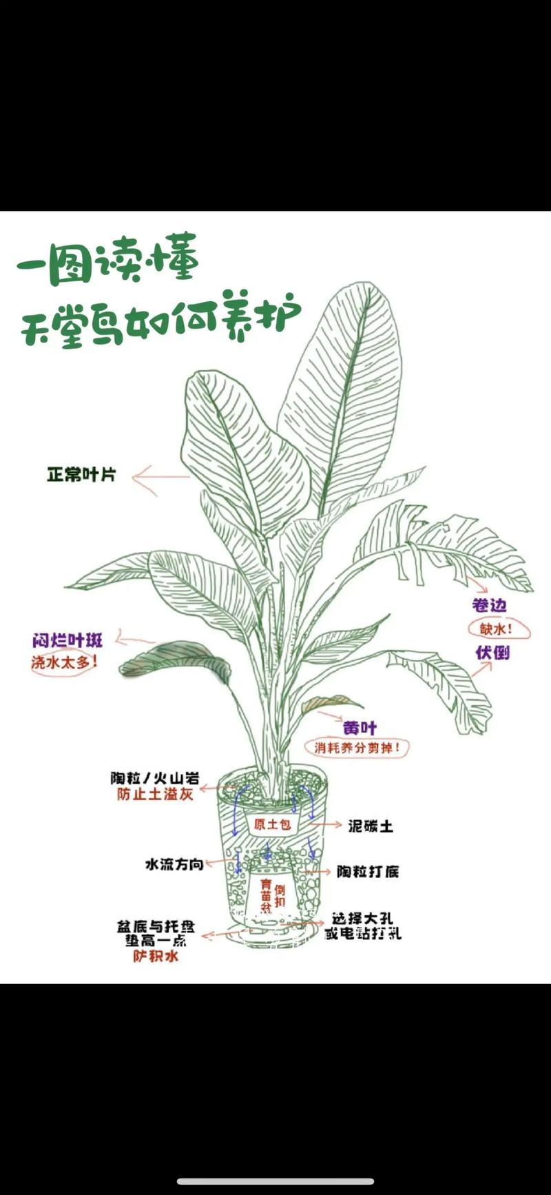 东北绿植天堂鸟怎么养护（天堂鸟绿植养护方法）-第2张图片-多多自然网