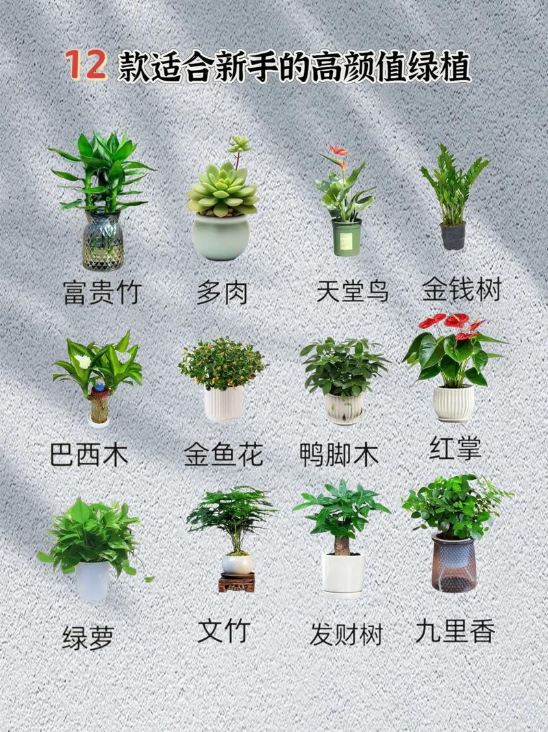 冬季车载绿植怎么养护和浇水（冬天如何使用车载空调）-第5张图片-多多自然网