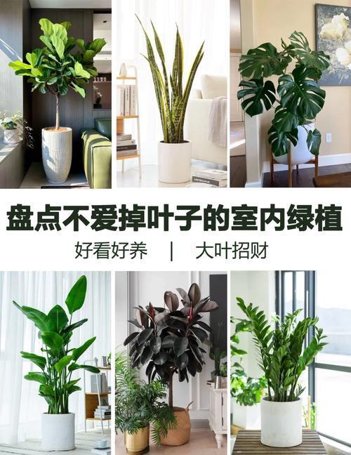 大型绿叶植物如何养护知识（绿化大叶绿植）-第3张图片-多多自然网