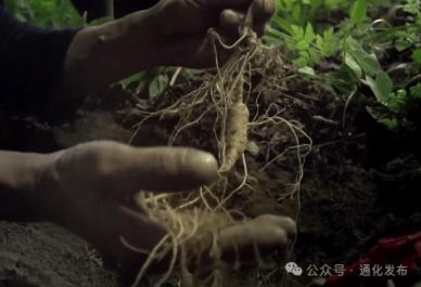 百草植物科普知识（百草植物茶有什么效果）-第2张图片-多多自然网