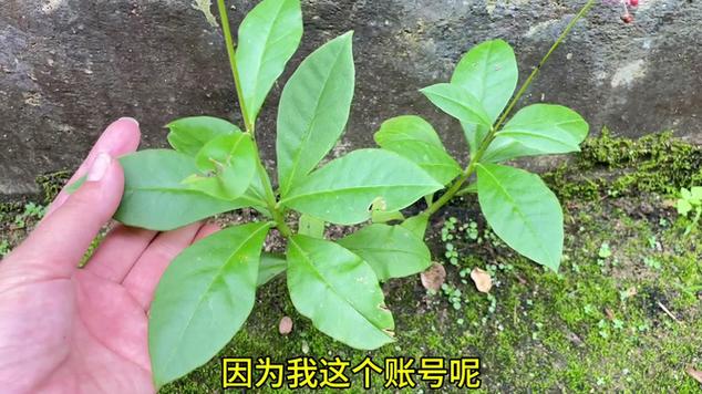 百草植物科普知识（百草植物茶有什么效果）-第7张图片-多多自然网