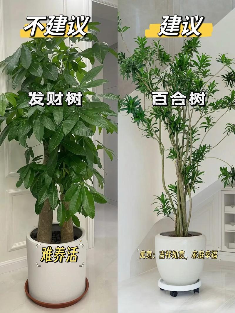 常见室内绿色植物养护知识（室内植物的好处绿色植物的好处）-第2张图片-多多自然网