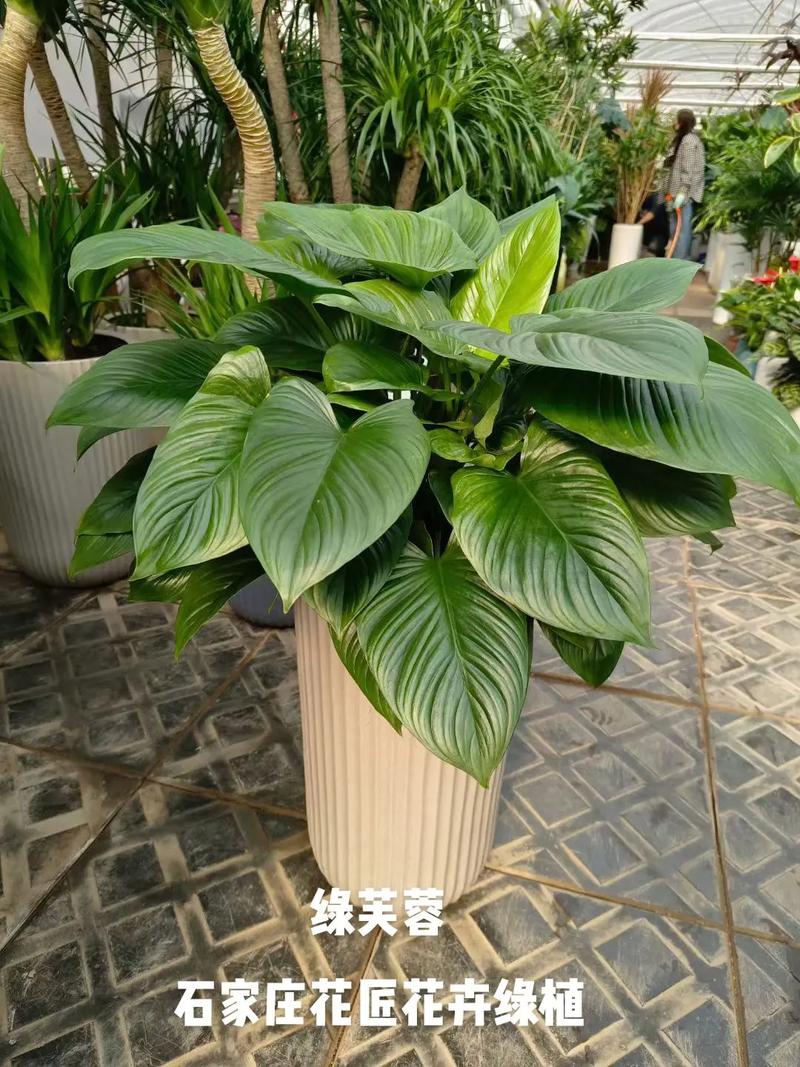 常见室内绿色植物养护知识（室内植物的好处绿色植物的好处）-第3张图片-多多自然网