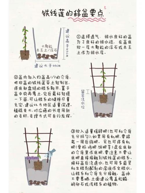 地栽植物养护知识（地栽花卉有哪些）-第1张图片-多多自然网