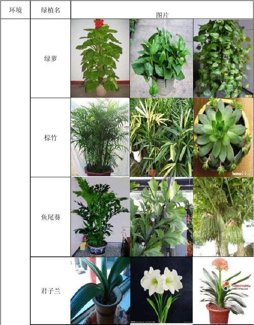 常见家庭植物百科知识大全（常见的家庭植物）-第6张图片-多多自然网