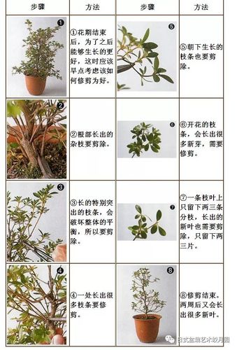 杜鹃花盆栽植物养护知识（杜鹃花盆栽植物养护知识大全）-第1张图片-多多自然网