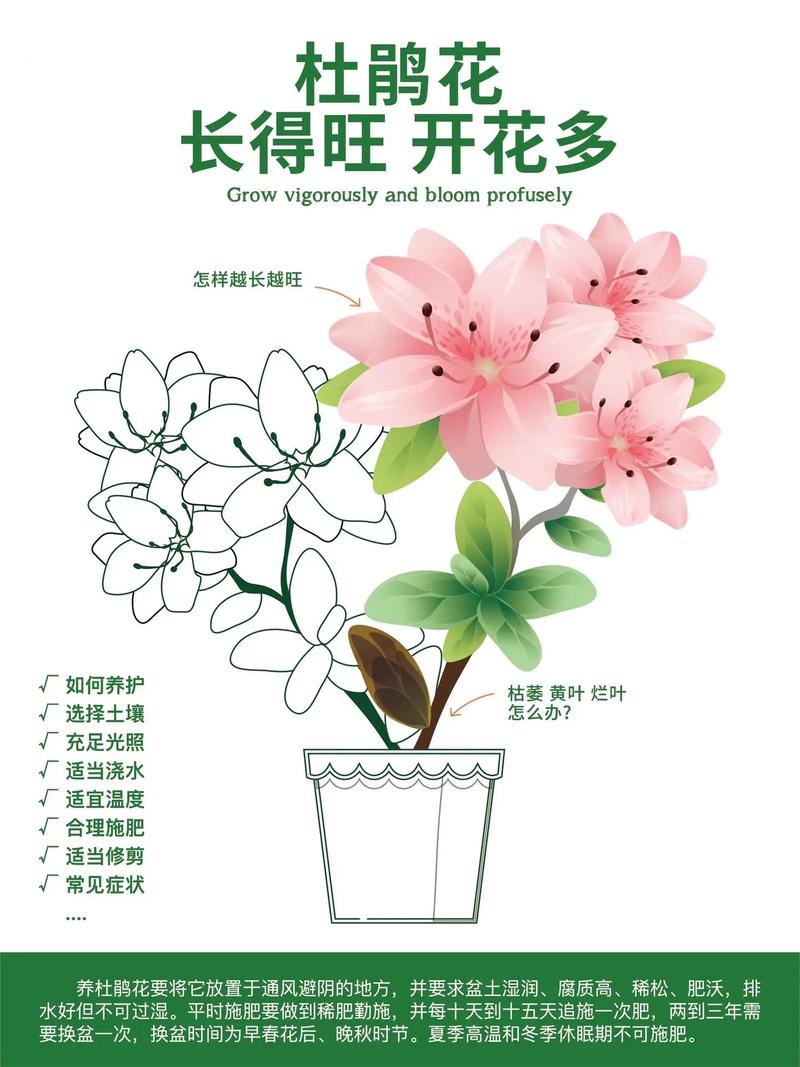 杜鹃花盆栽植物养护知识（杜鹃花盆栽植物养护知识大全）-第2张图片-多多自然网