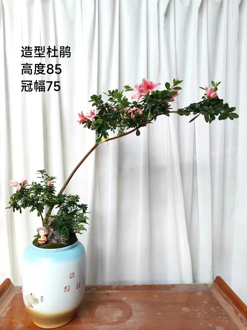 杜鹃花盆栽植物养护知识（杜鹃花盆栽植物养护知识大全）-第4张图片-多多自然网