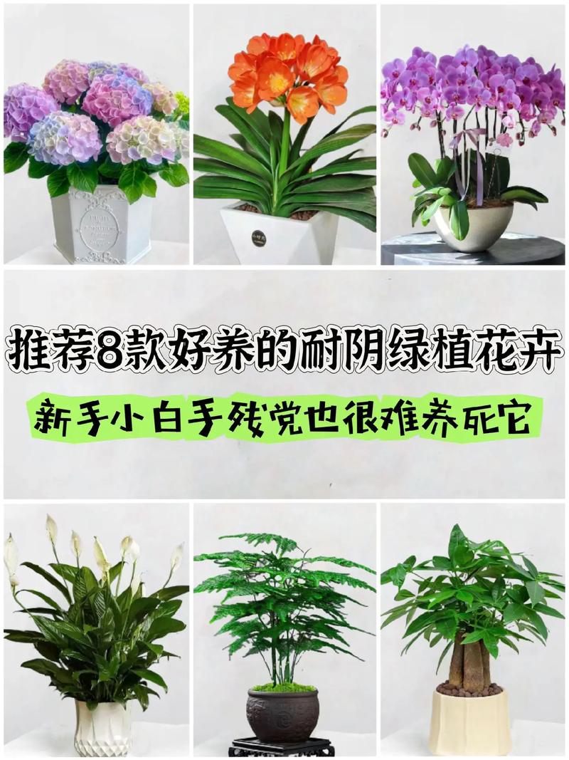 粉色耐阴植物室内养护知识（粉色耐不耐脏）-第8张图片-多多自然网