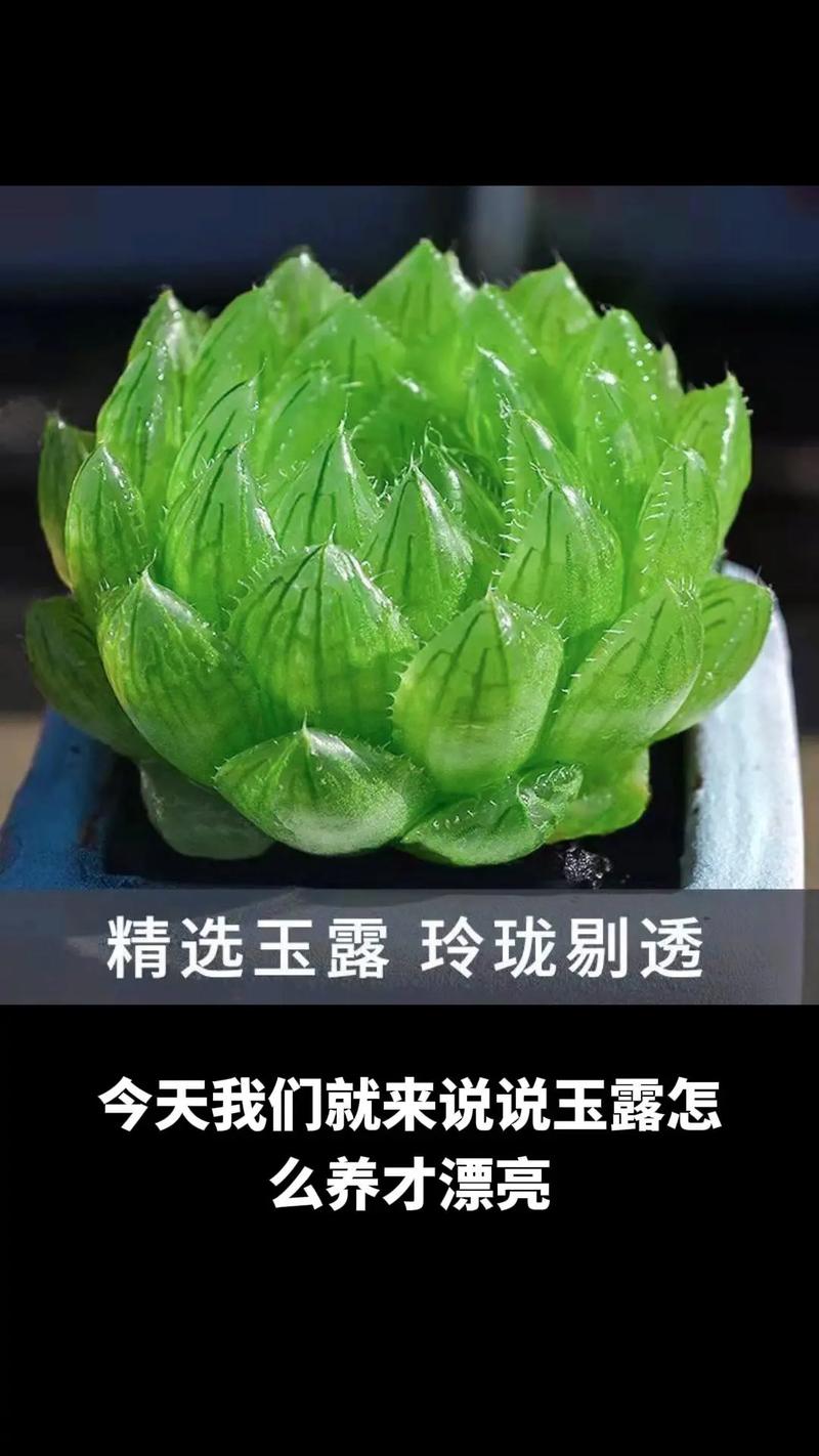 多肉植物玉露的养护小知识（多肉玉露怎样养护种植）-第2张图片-多多自然网