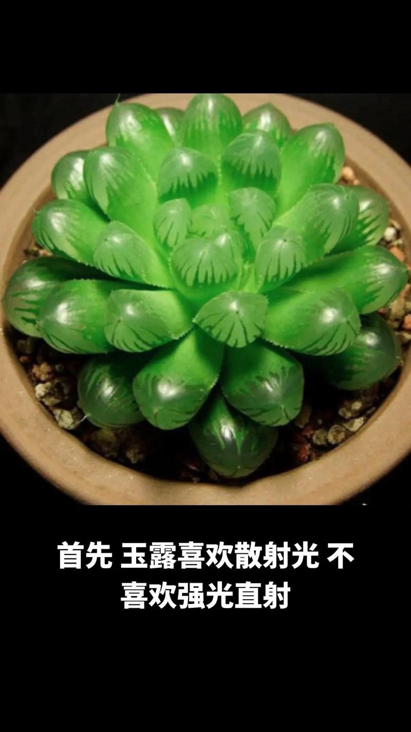 多肉植物玉露的养护小知识（多肉玉露怎样养护种植）-第6张图片-多多自然网