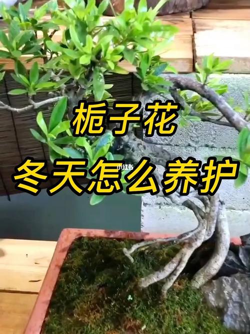 冬天耐寒植物推荐养护知识（冬天耐寒的植物）-第7张图片-多多自然网