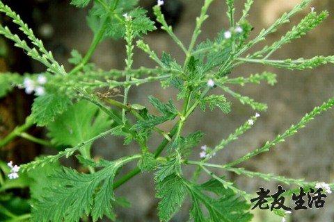 草本植物种植养护知识（草本植物?）-第4张图片-多多自然网