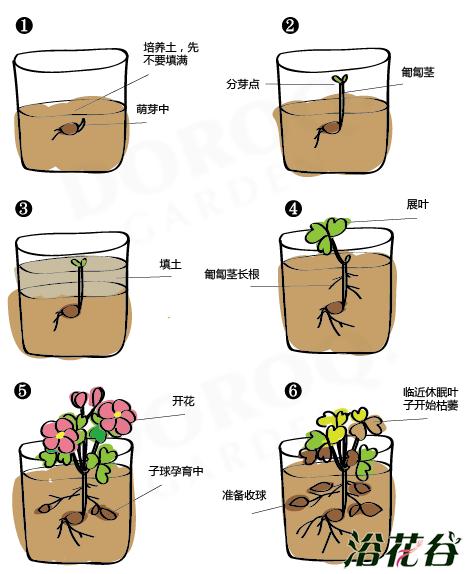 草本植物种植养护知识（草本植物?）-第5张图片-多多自然网