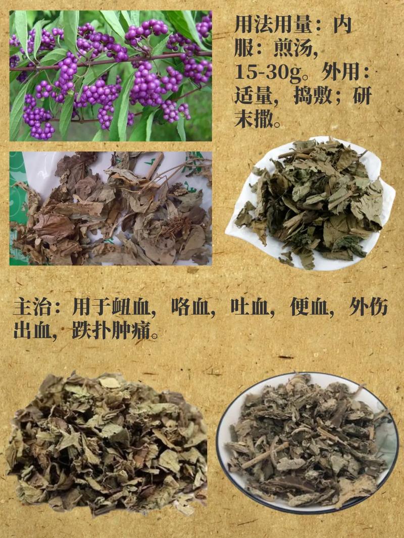 常见药用植物知识大全（50种药用植物大全）-第7张图片-多多自然网