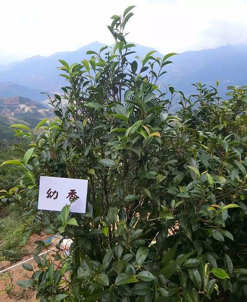 茶树植物知识有哪些（茶树的种类有哪些?）-第6张图片-多多自然网