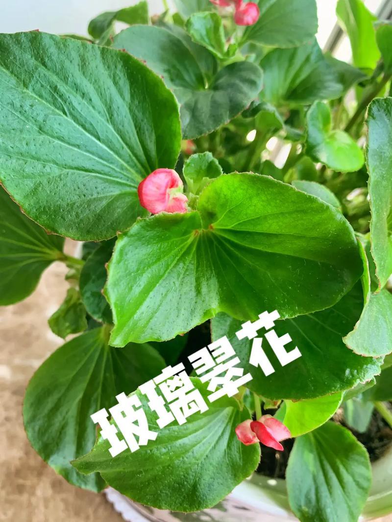 玻璃翠的植物知识（玻璃翠的特点和作用）-第2张图片-多多自然网