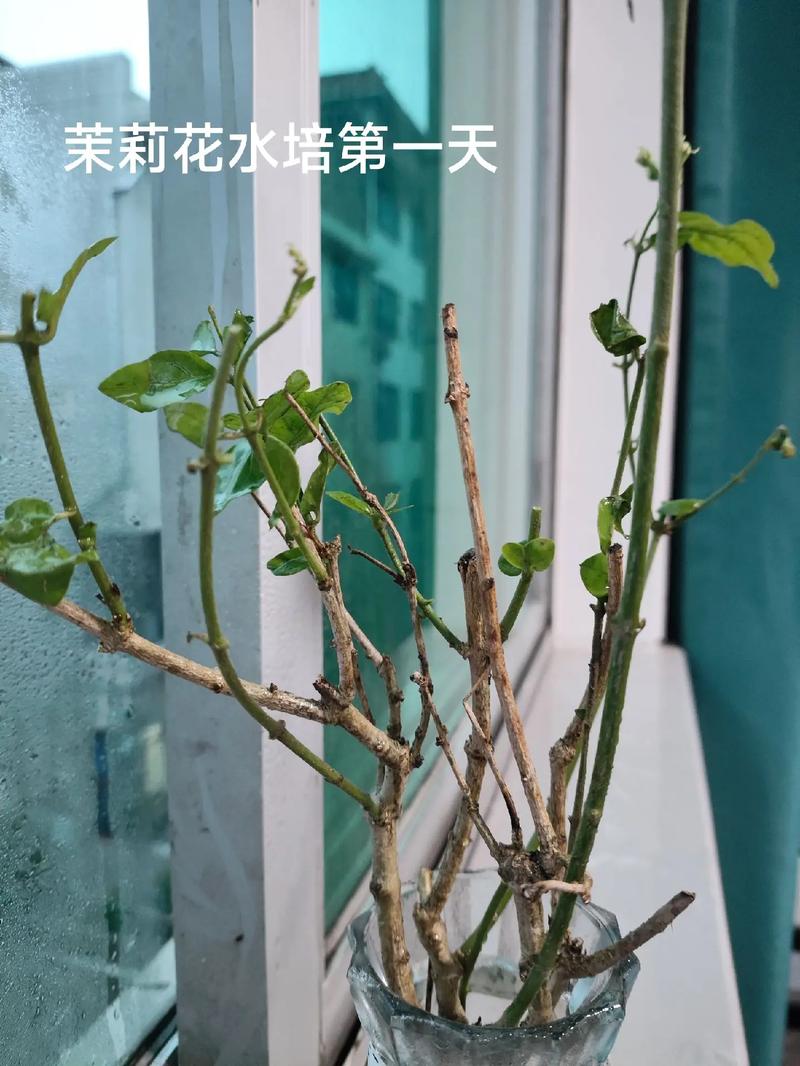 冬季养护植物小知识（冬季养护植物小知识图片）-第3张图片-多多自然网