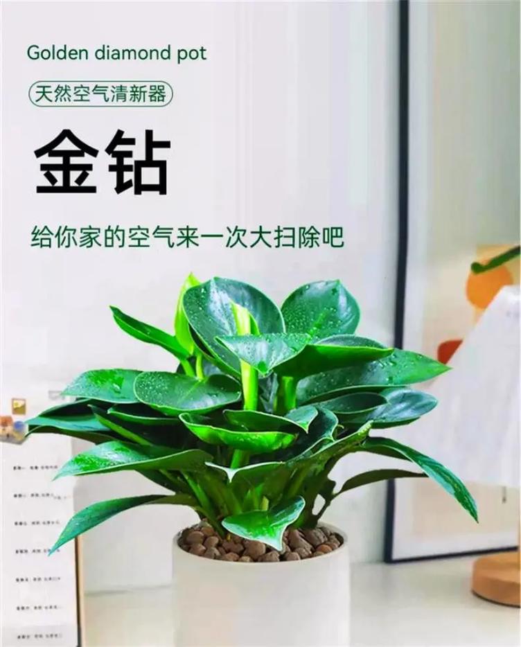 冬季大叶绿植怎么养护和管理（冬天绿植叶子枯黄了掉了怎么办）-第6张图片-多多自然网