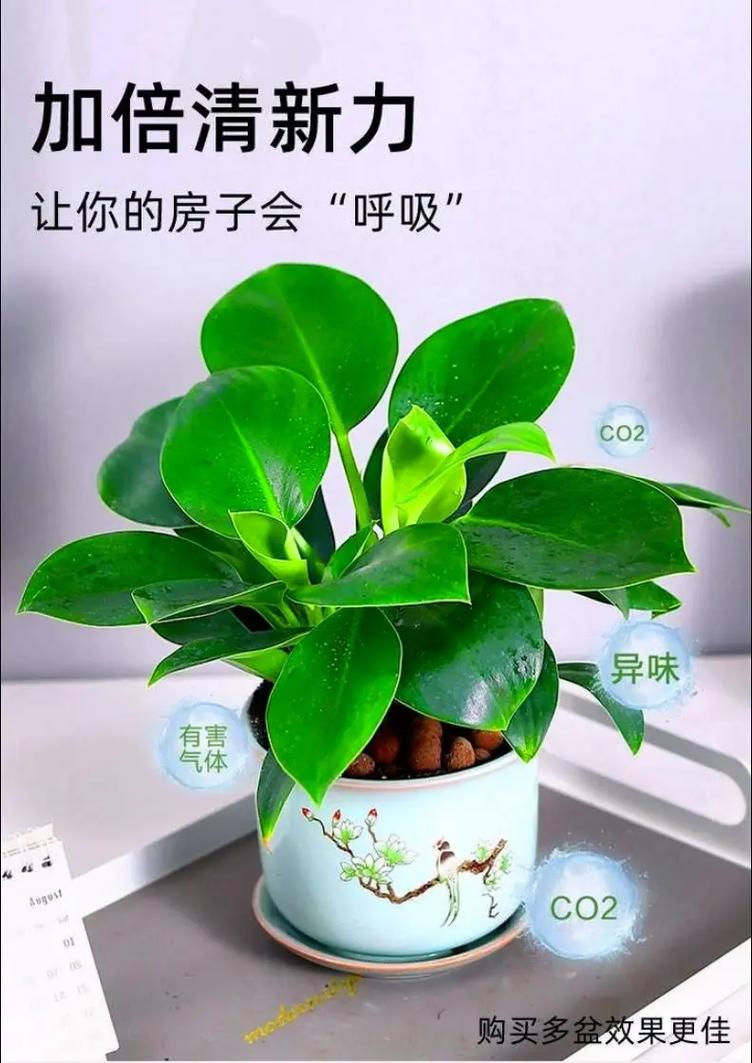 冬季大叶绿植怎么养护和管理（冬天绿植叶子枯黄了掉了怎么办）-第7张图片-多多自然网