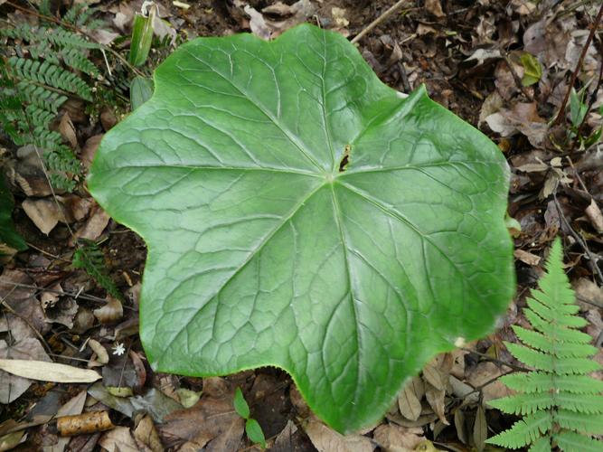 草药植物知识百科大全六莲（六蒂莲花图片）-第1张图片-多多自然网