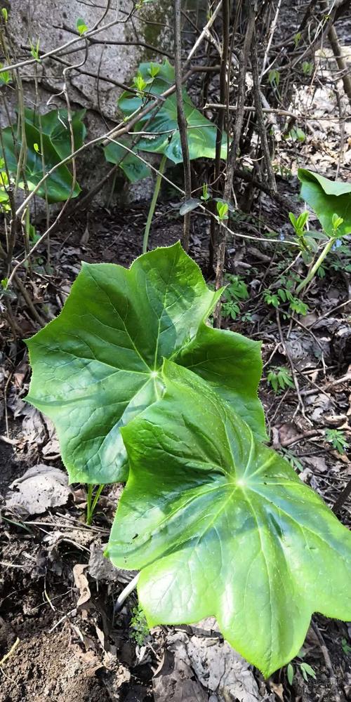 草药植物知识百科大全六莲（六蒂莲花图片）-第3张图片-多多自然网