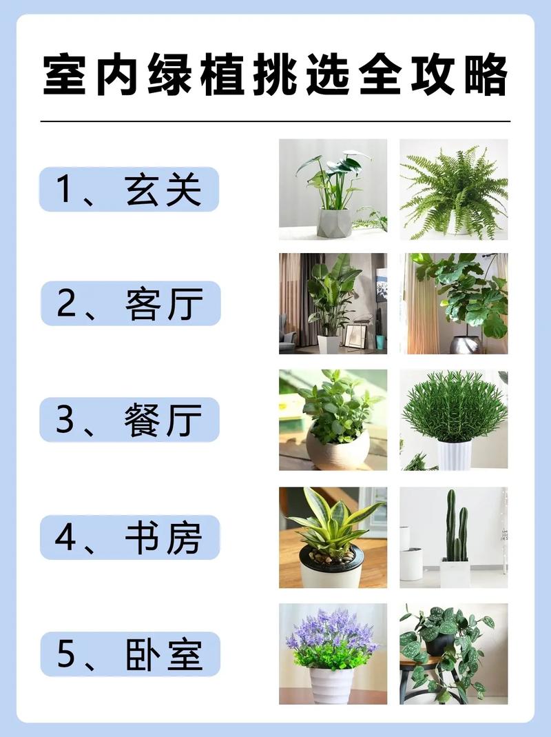 各植物的养护知识大全简单（植物养护小知识）-第5张图片-多多自然网