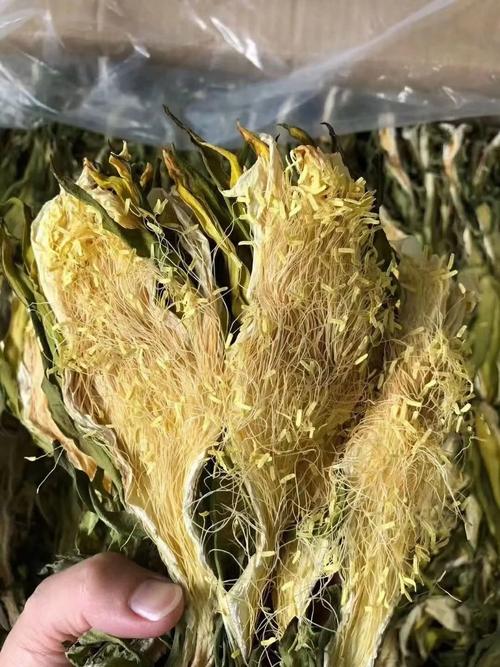 霸王花植物科普知识（霸王花植物科普知识视频）-第2张图片-多多自然网